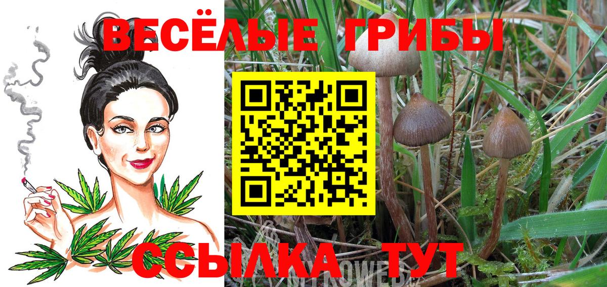 Ессентуки  Псилоцибиновые грибы мицелий  Вход с VPN 